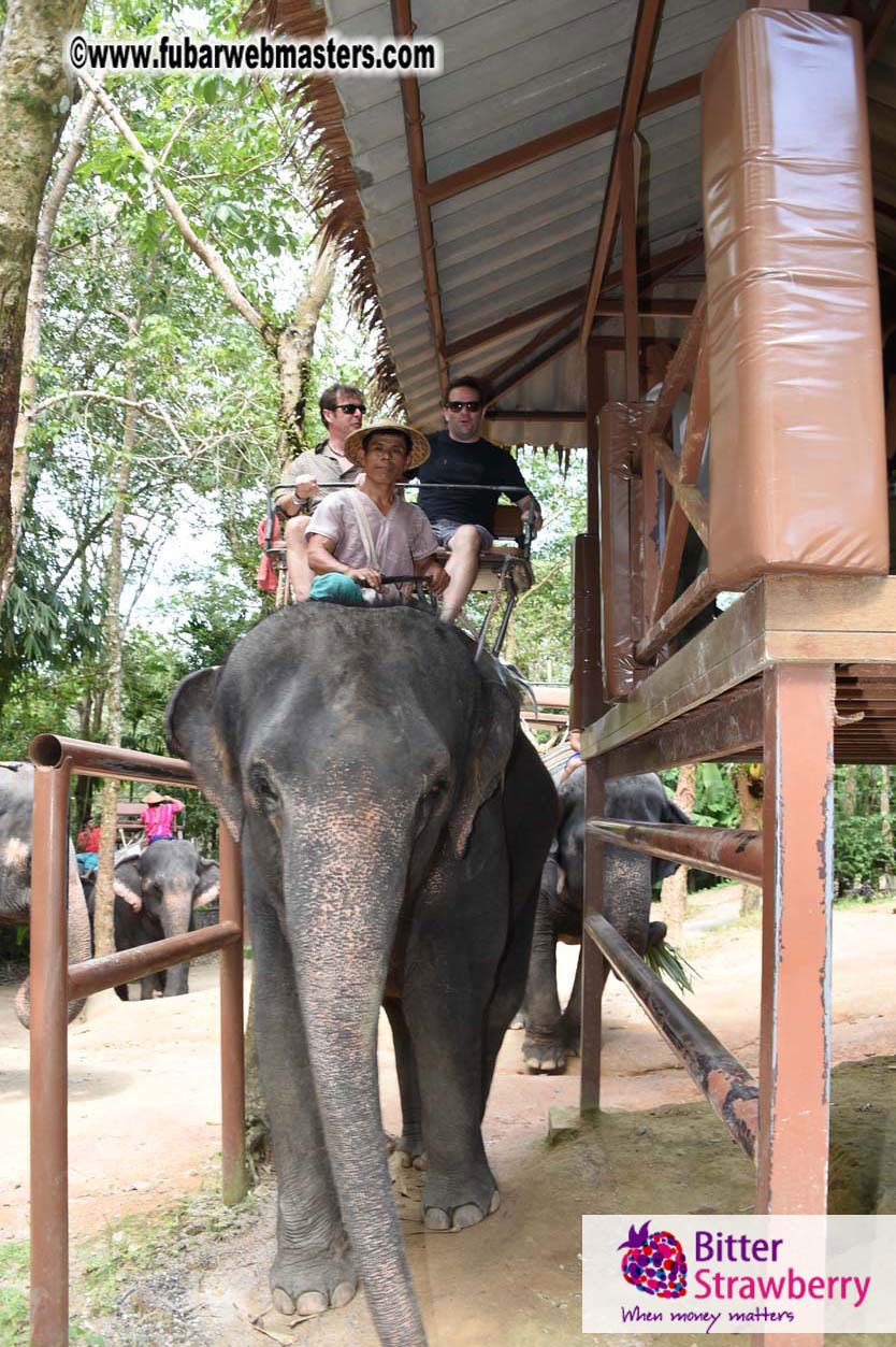 Elephant Safari