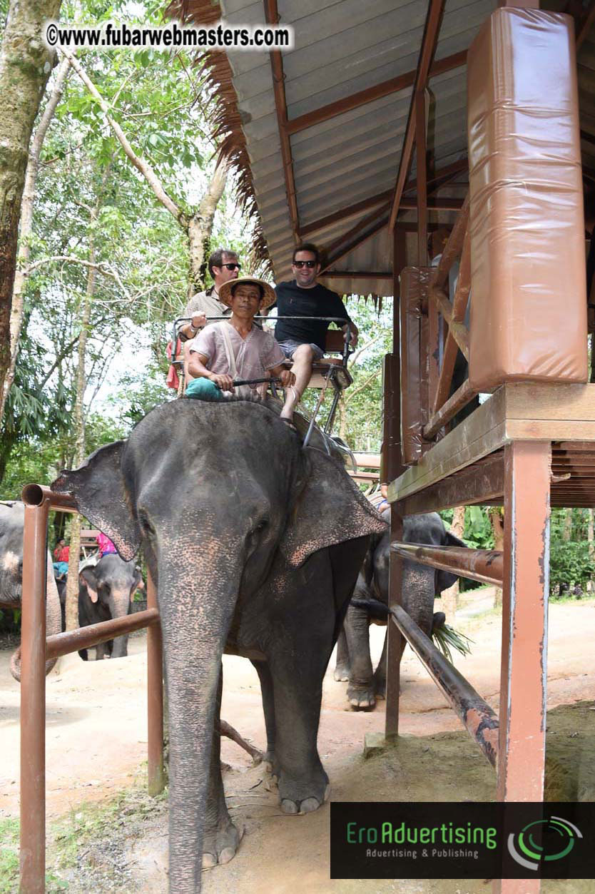 Elephant Safari