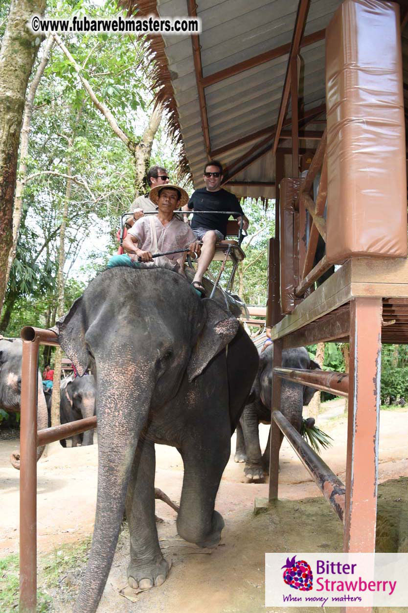 Elephant Safari