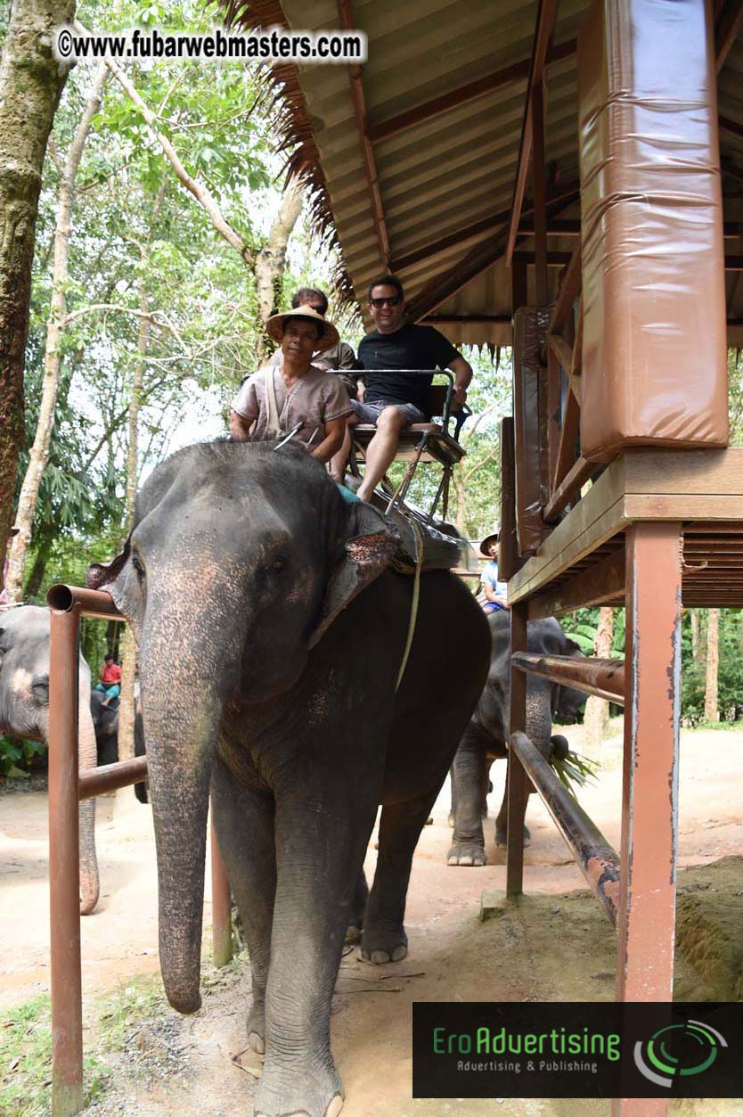 Elephant Safari