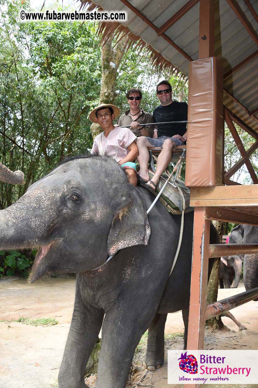 Elephant Safari