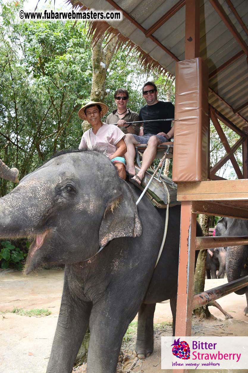 Elephant Safari