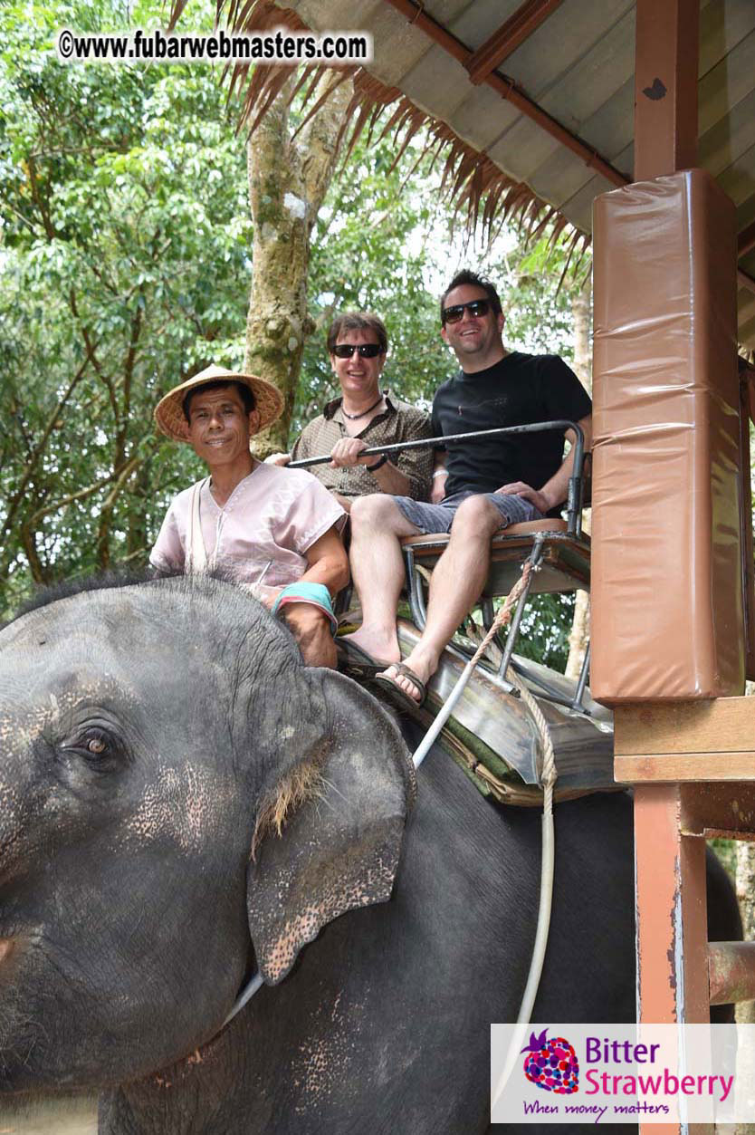 Elephant Safari