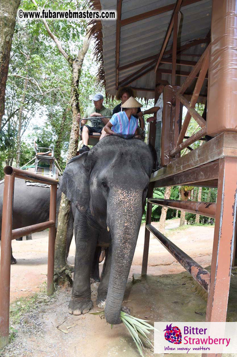 Elephant Safari