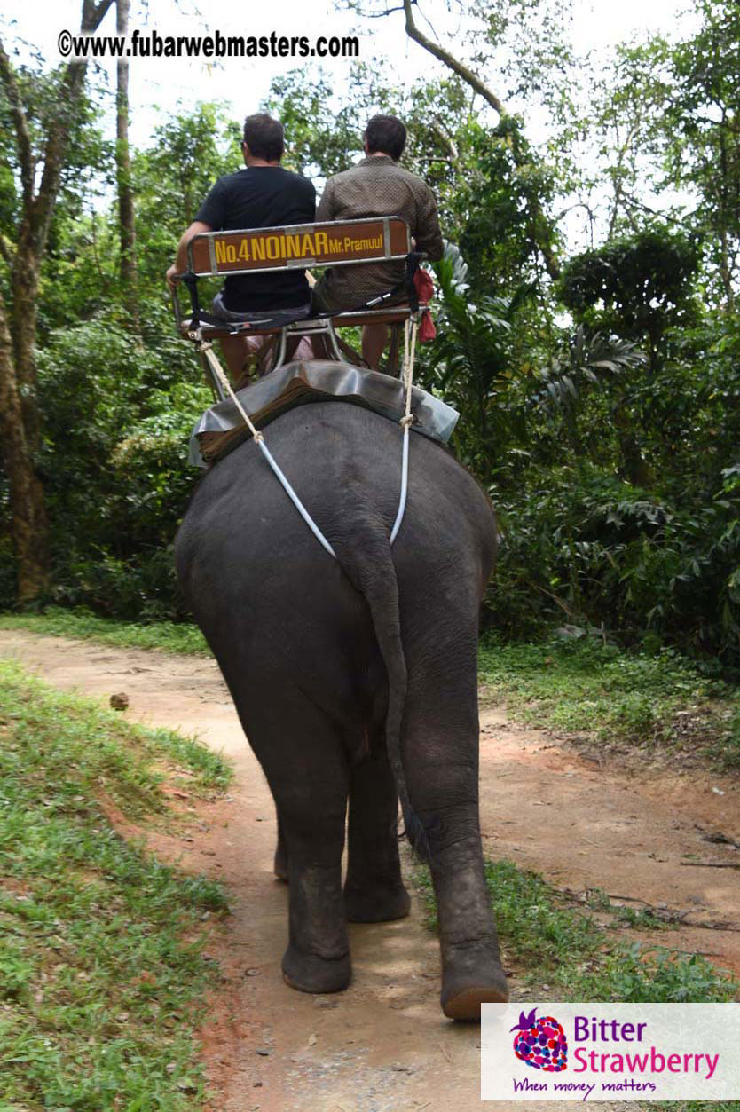 Elephant Safari