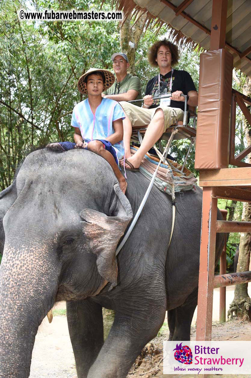 Elephant Safari