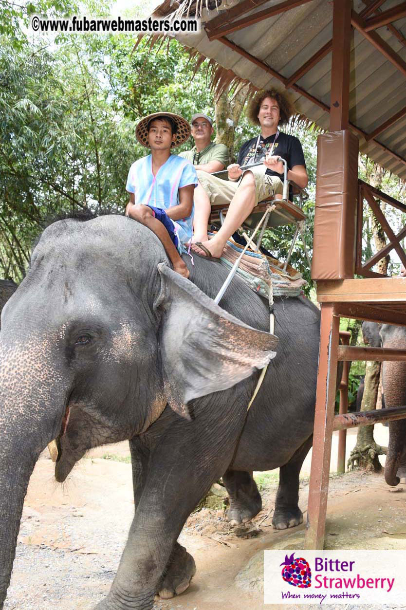 Elephant Safari