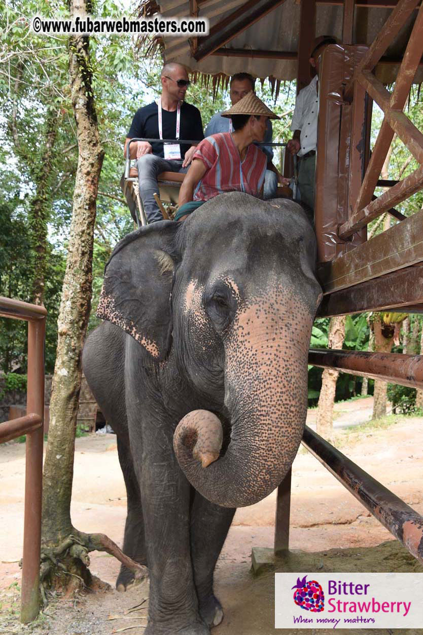 Elephant Safari