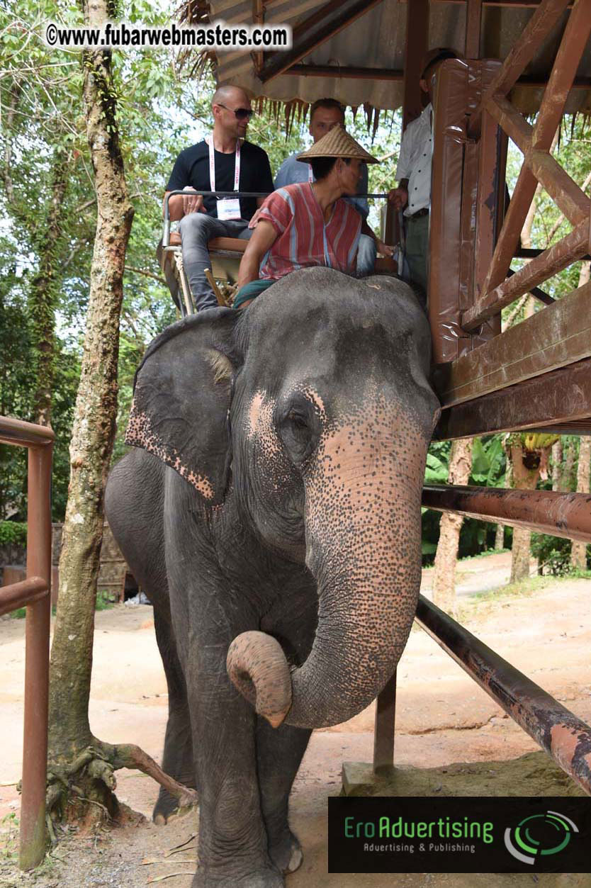 Elephant Safari