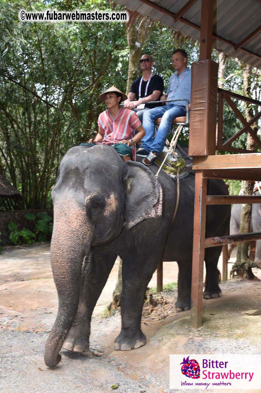 Elephant Safari