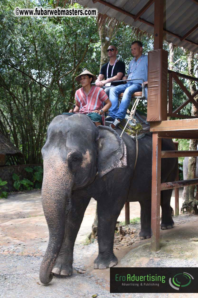 Elephant Safari