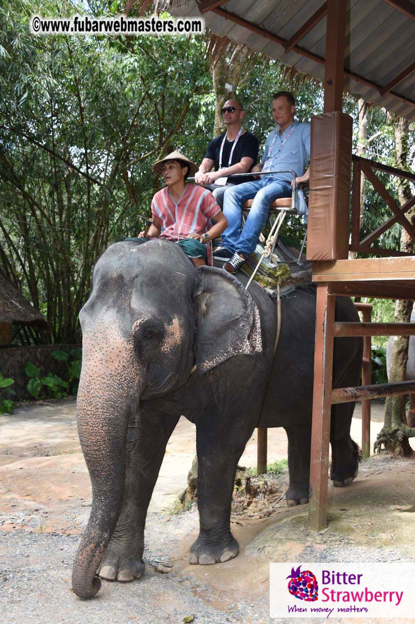 Elephant Safari