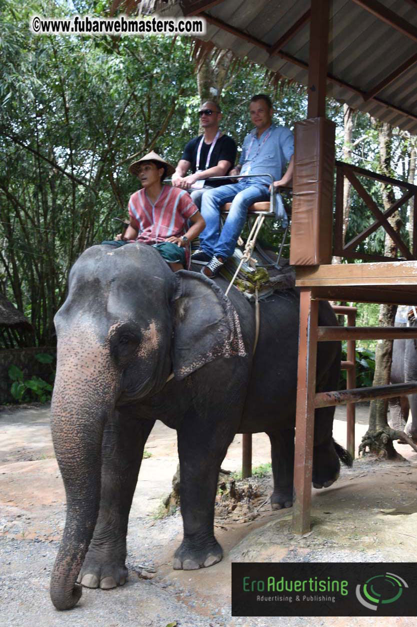 Elephant Safari