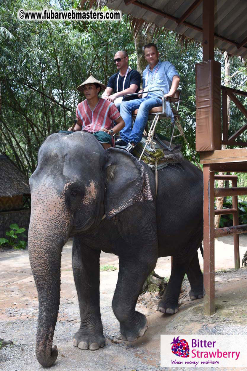 Elephant Safari