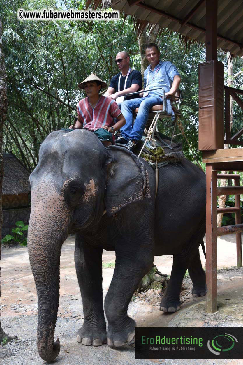 Elephant Safari