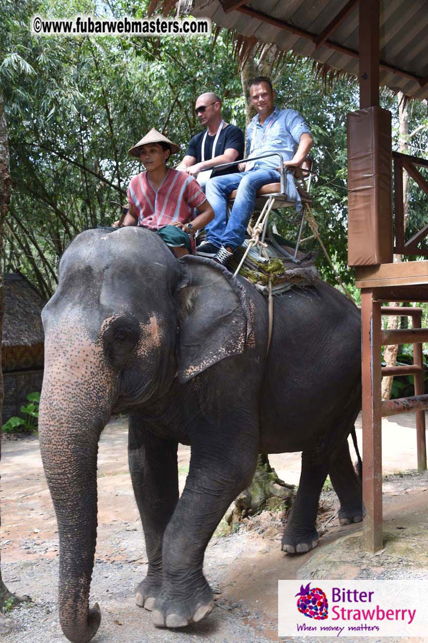 Elephant Safari