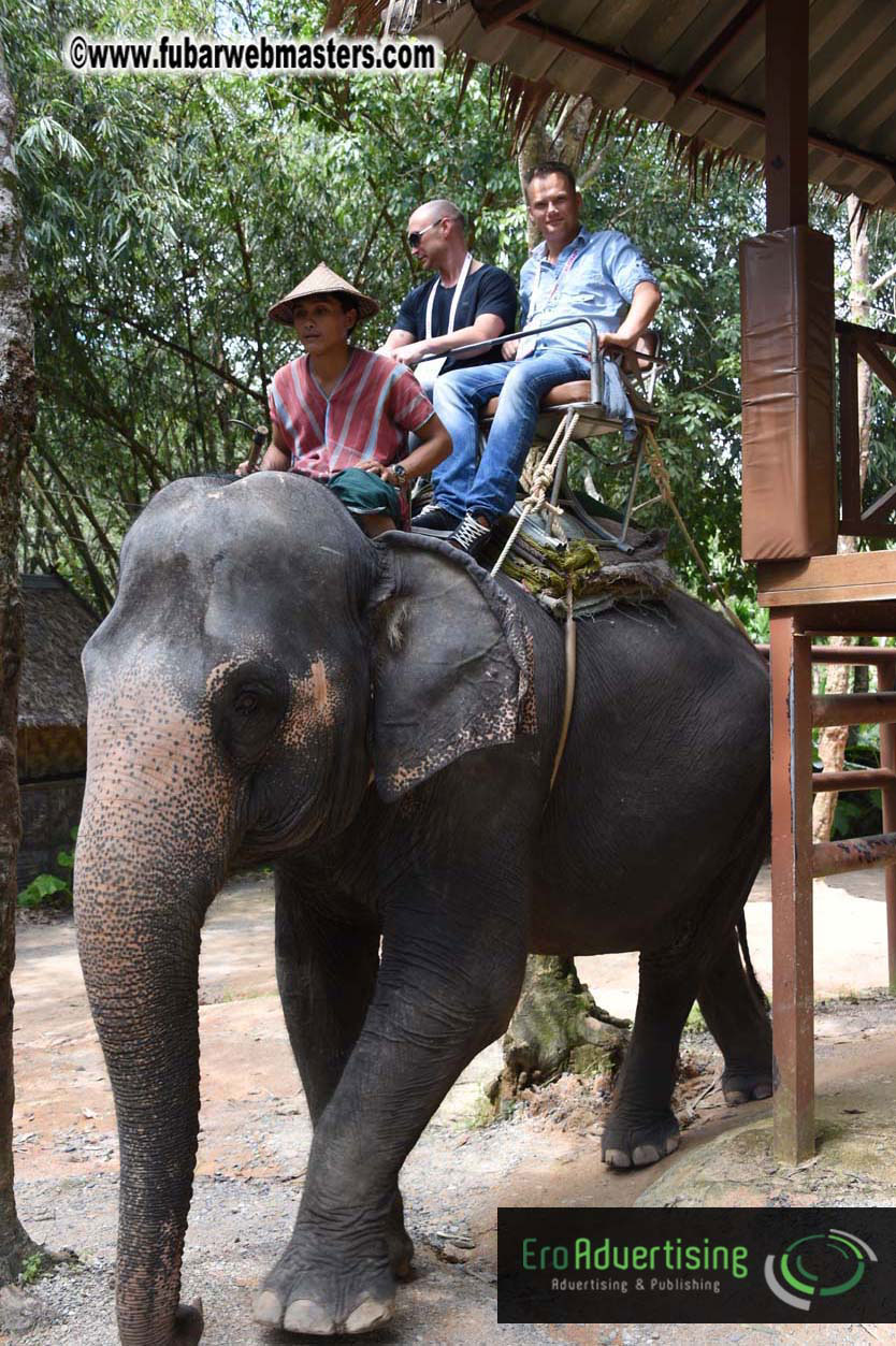 Elephant Safari