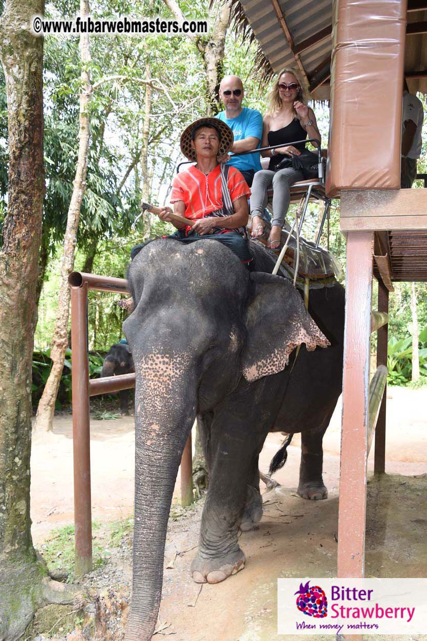 Elephant Safari