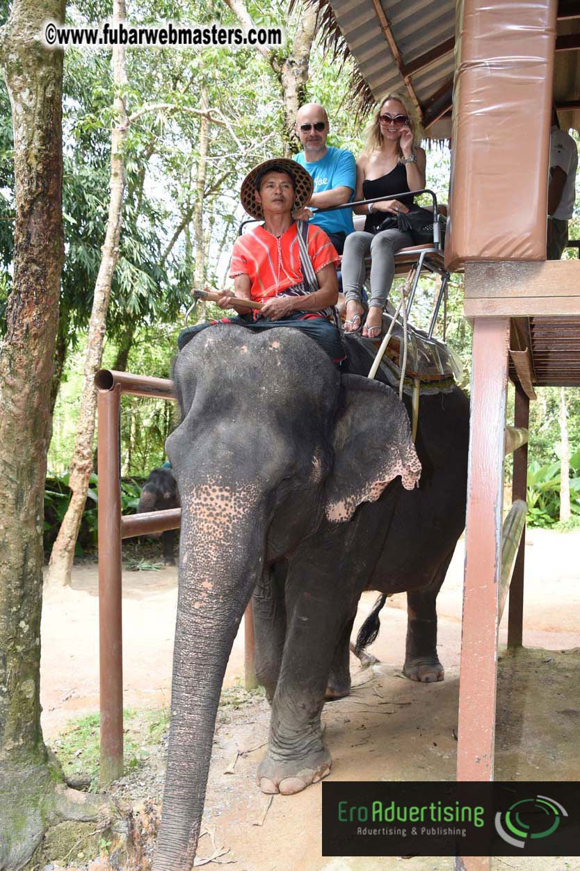 Elephant Safari