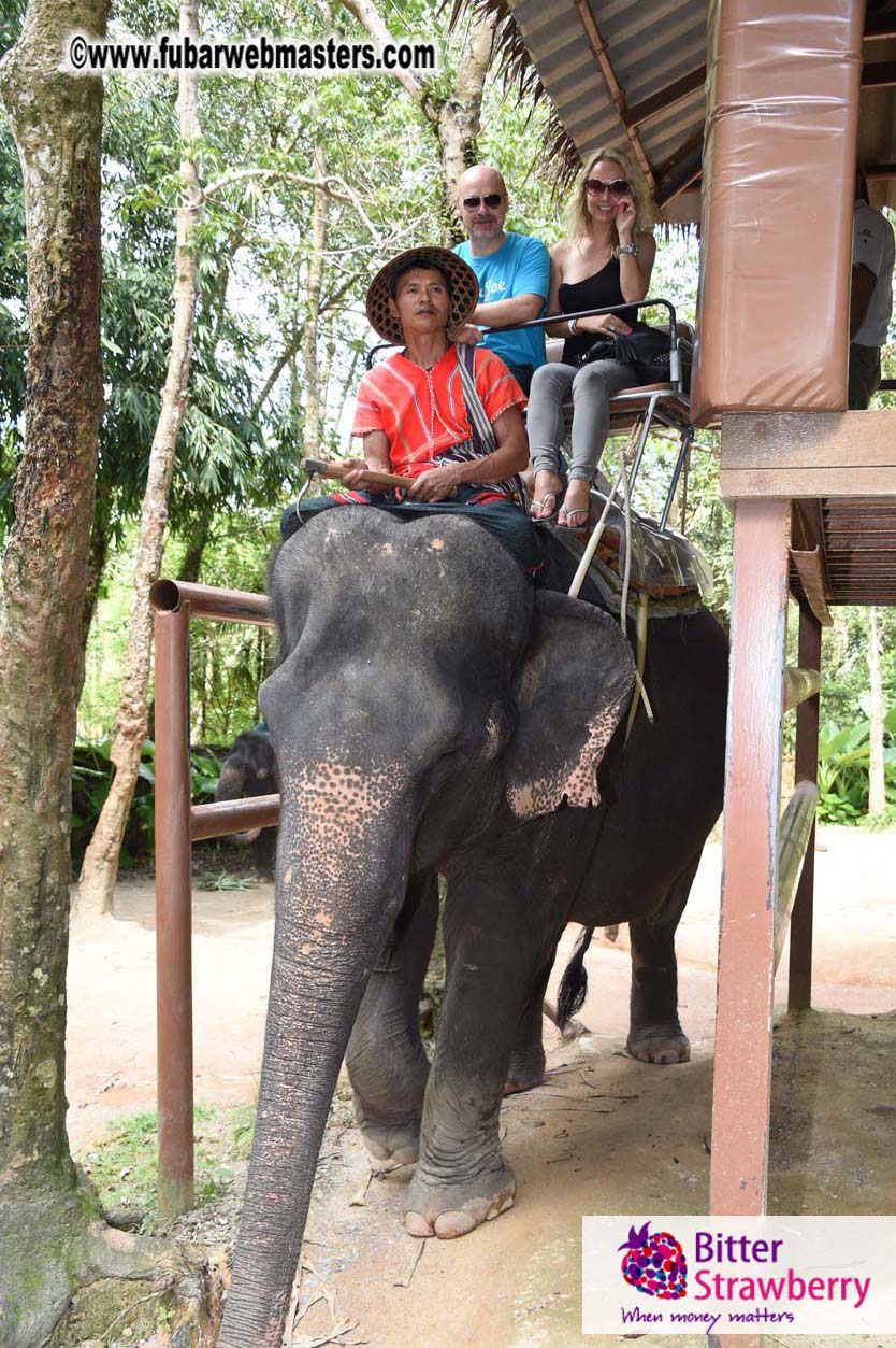 Elephant Safari