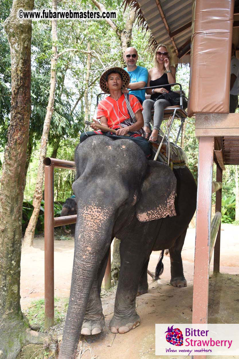 Elephant Safari