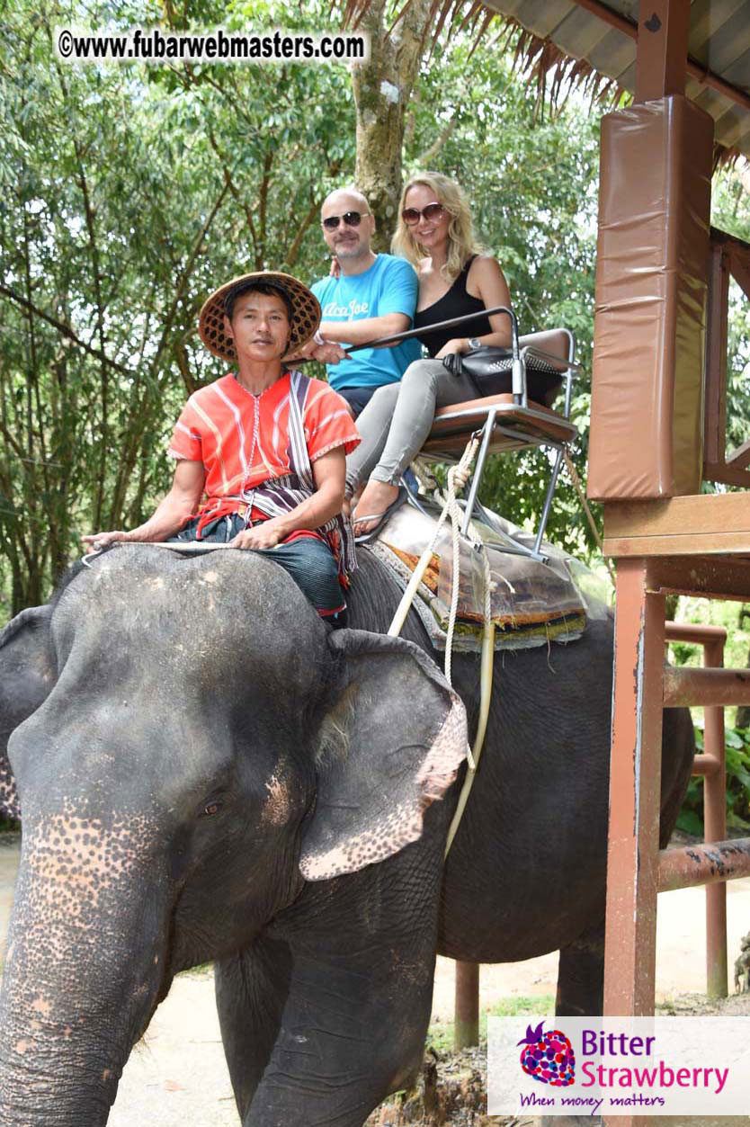 Elephant Safari