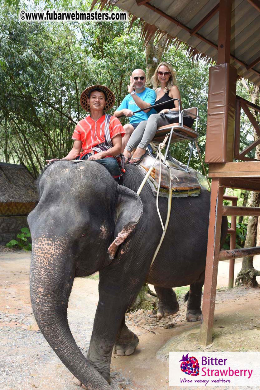 Elephant Safari