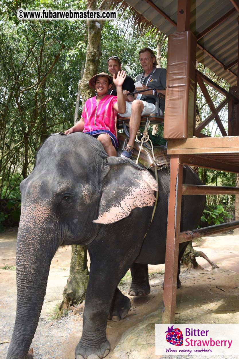 Elephant Safari