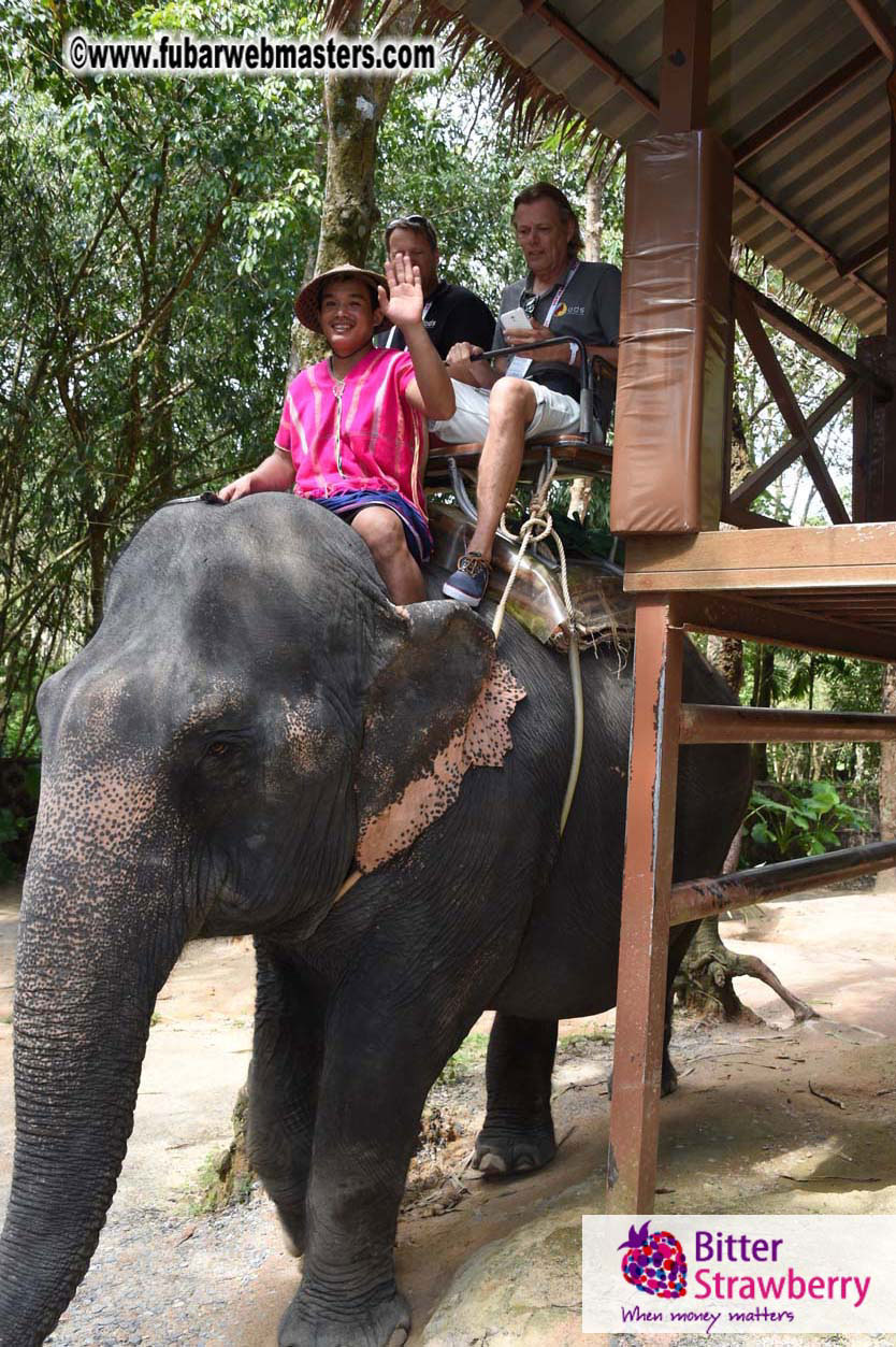 Elephant Safari