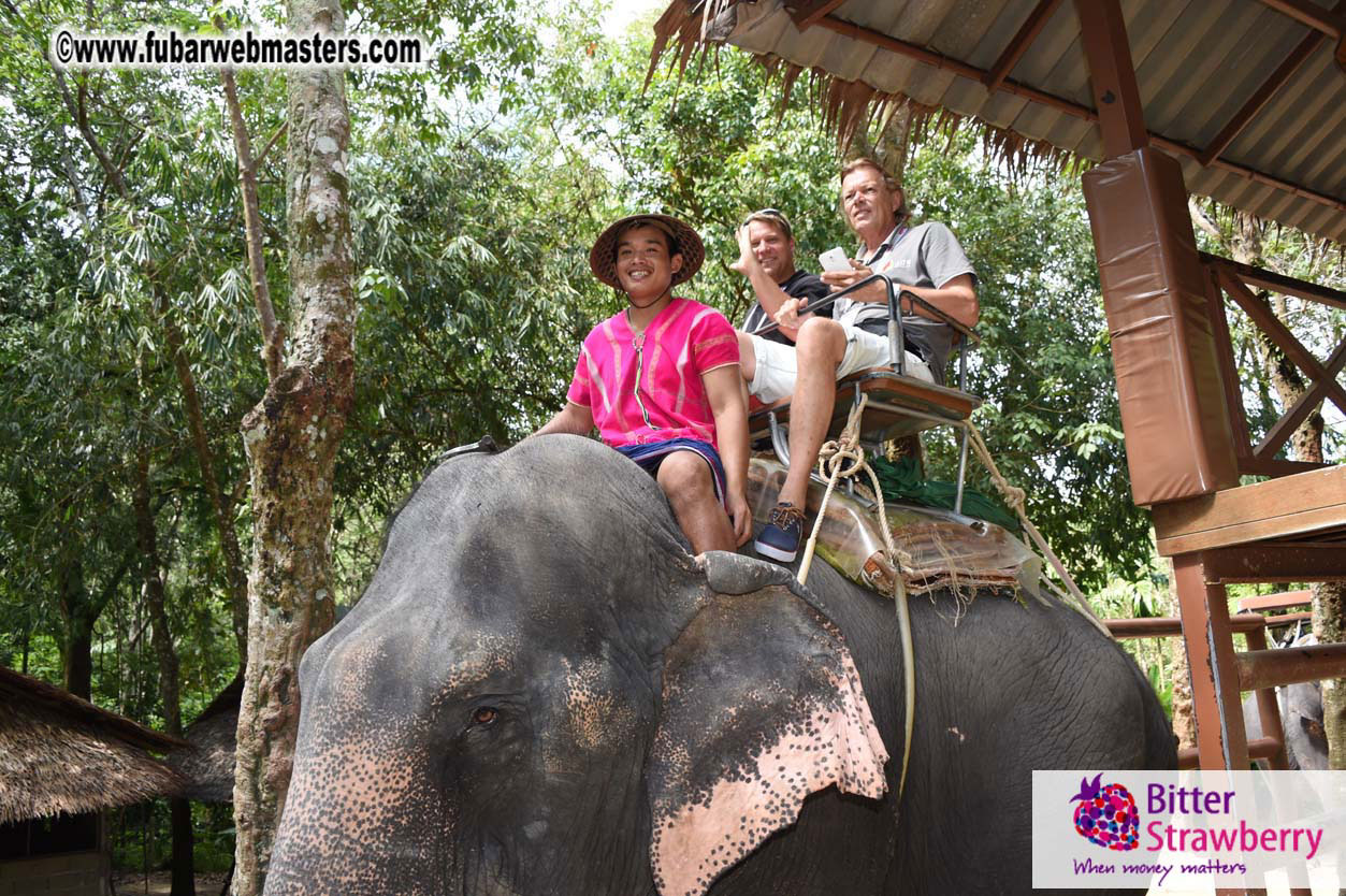 Elephant Safari