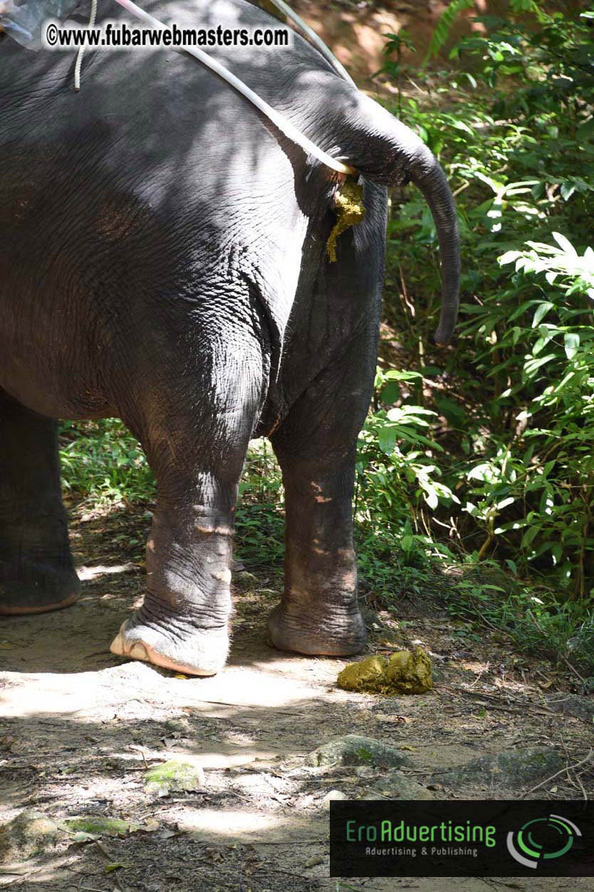 Elephant Safari