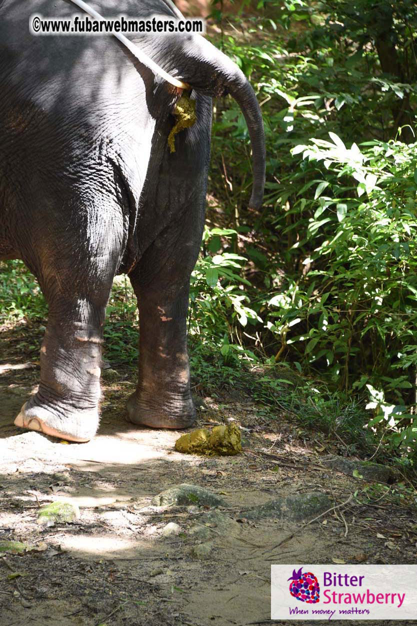 Elephant Safari