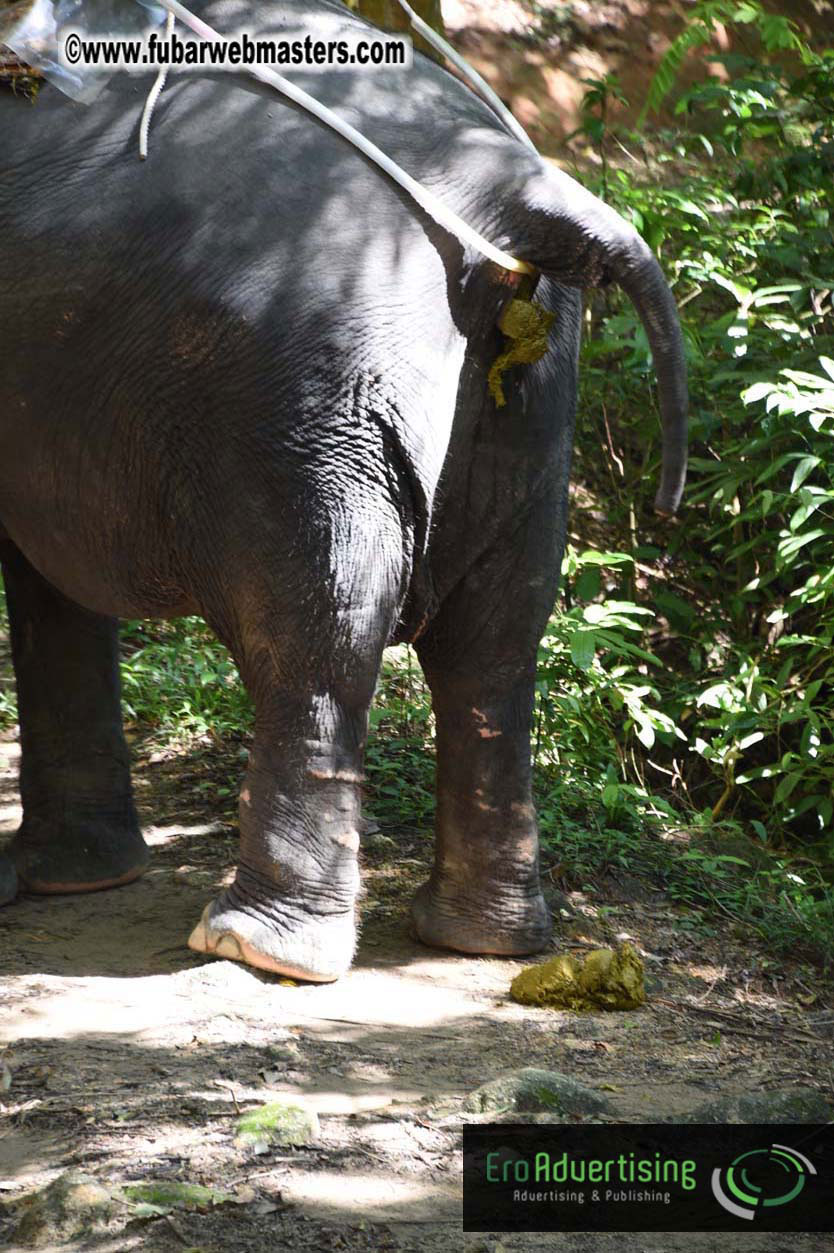 Elephant Safari