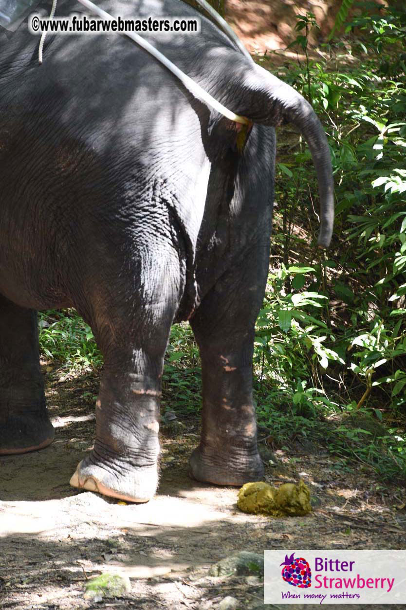 Elephant Safari