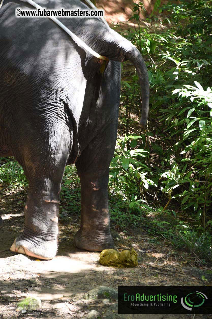 Elephant Safari