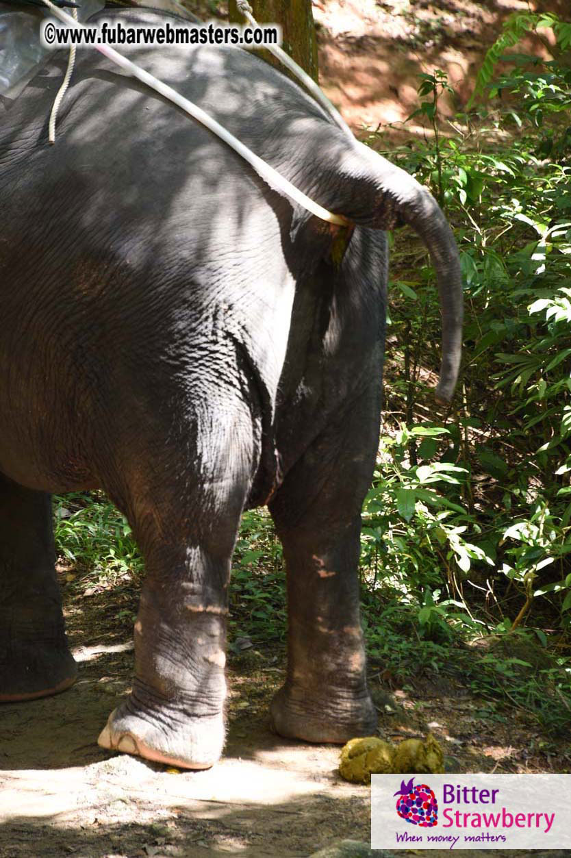 Elephant Safari