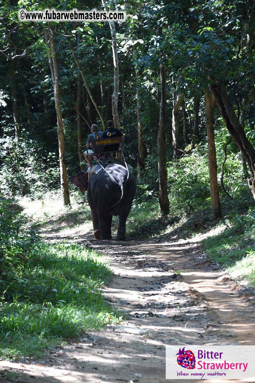 Elephant Safari