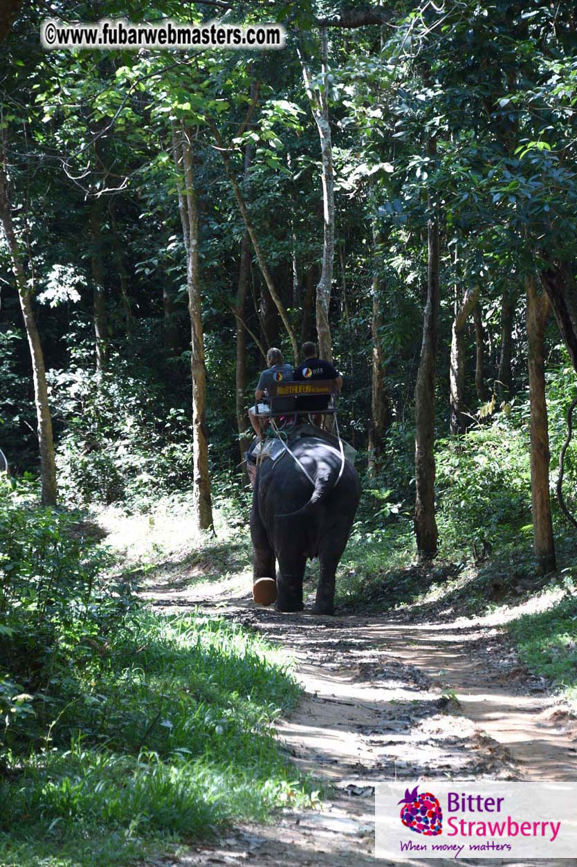 Elephant Safari