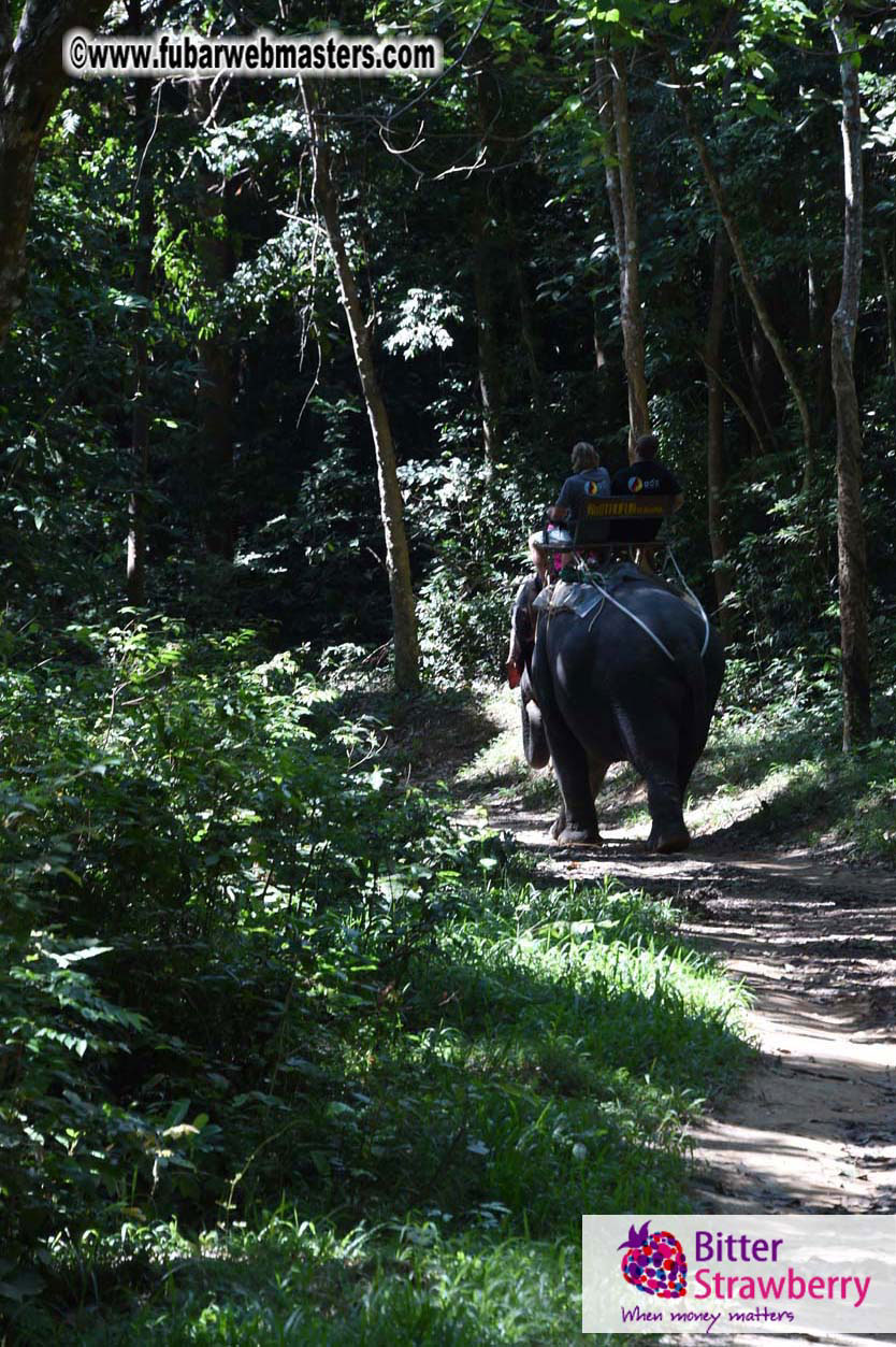 Elephant Safari