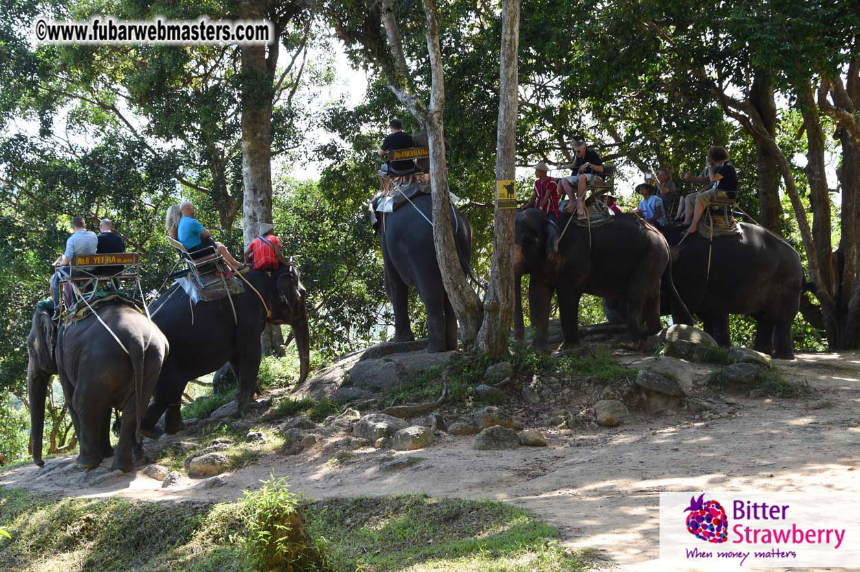 Elephant Safari