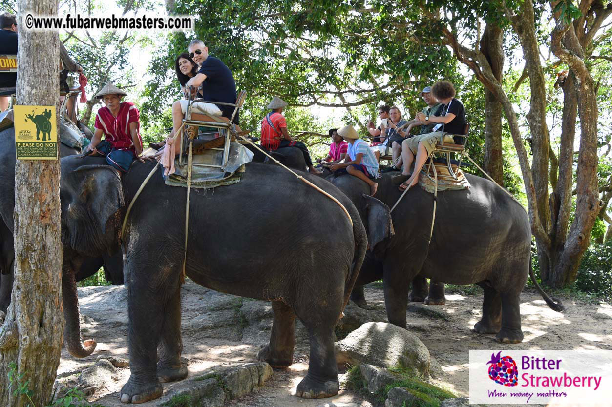 Elephant Safari