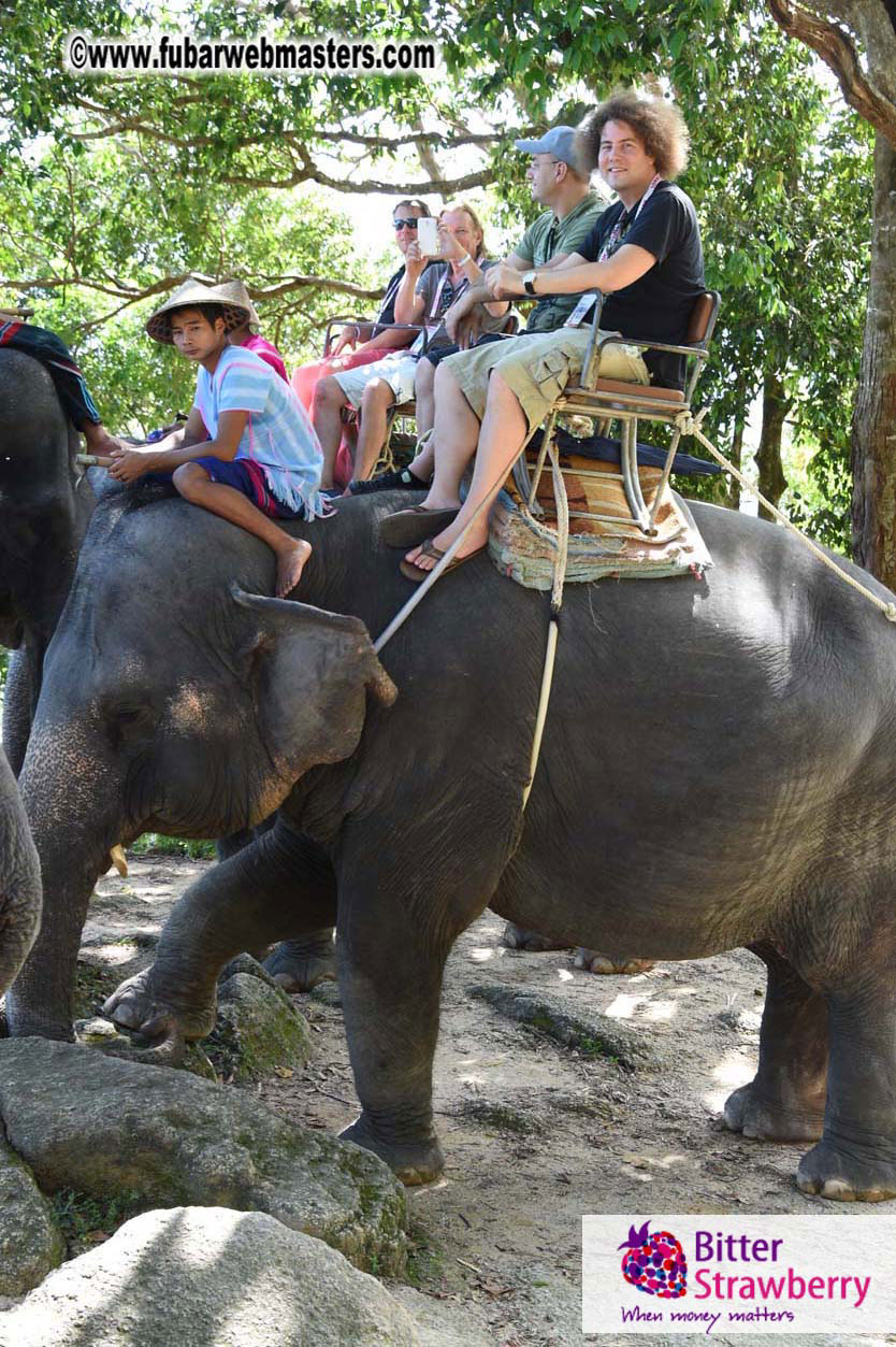 Elephant Safari