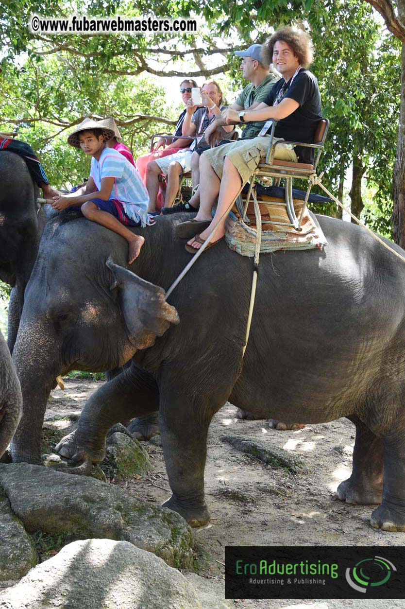 Elephant Safari