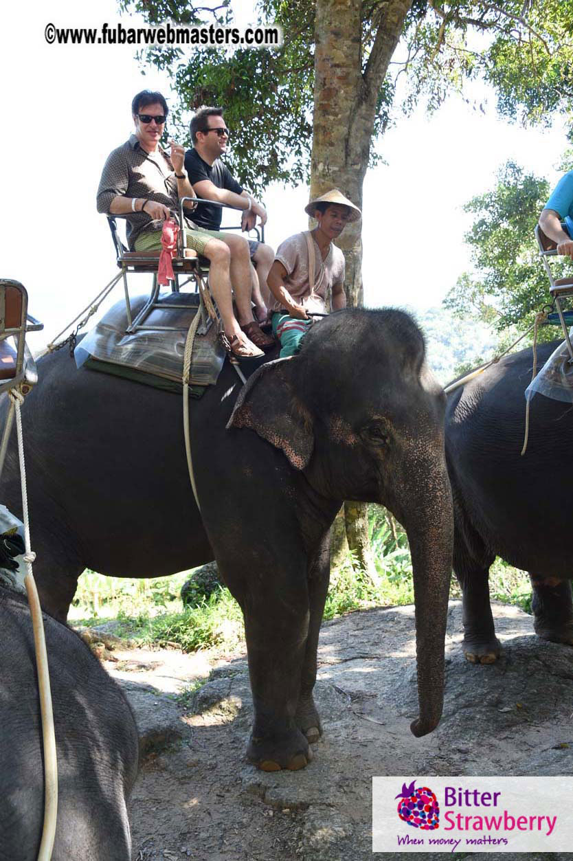 Elephant Safari