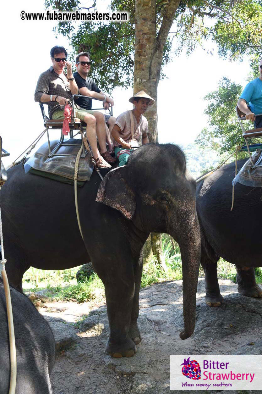 Elephant Safari