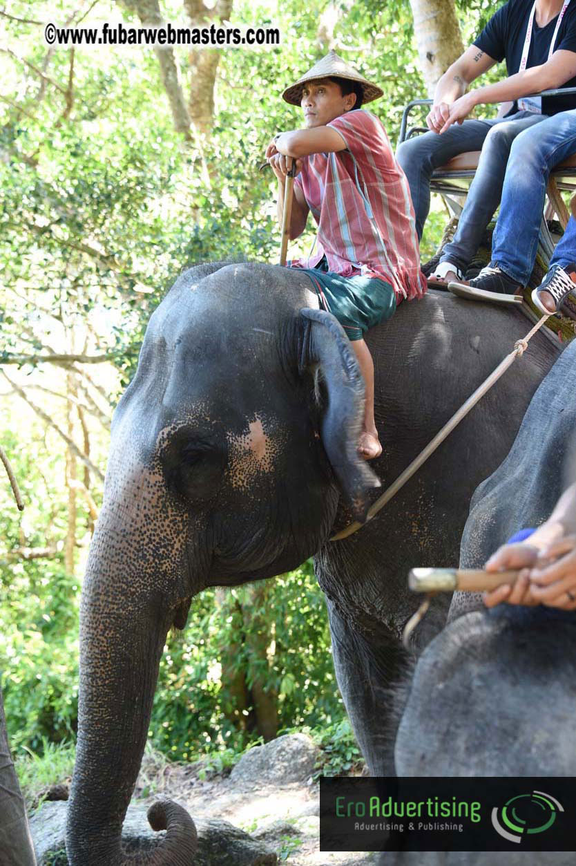 Elephant Safari