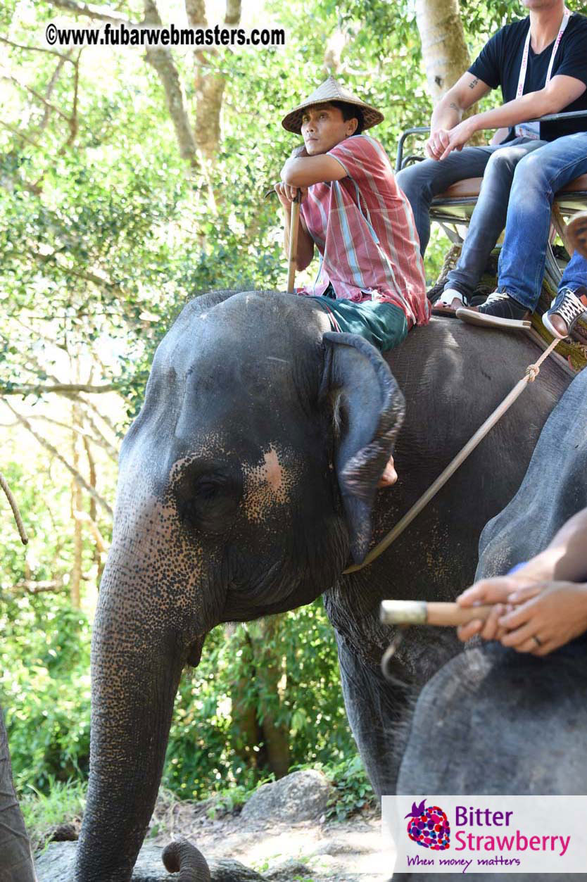 Elephant Safari