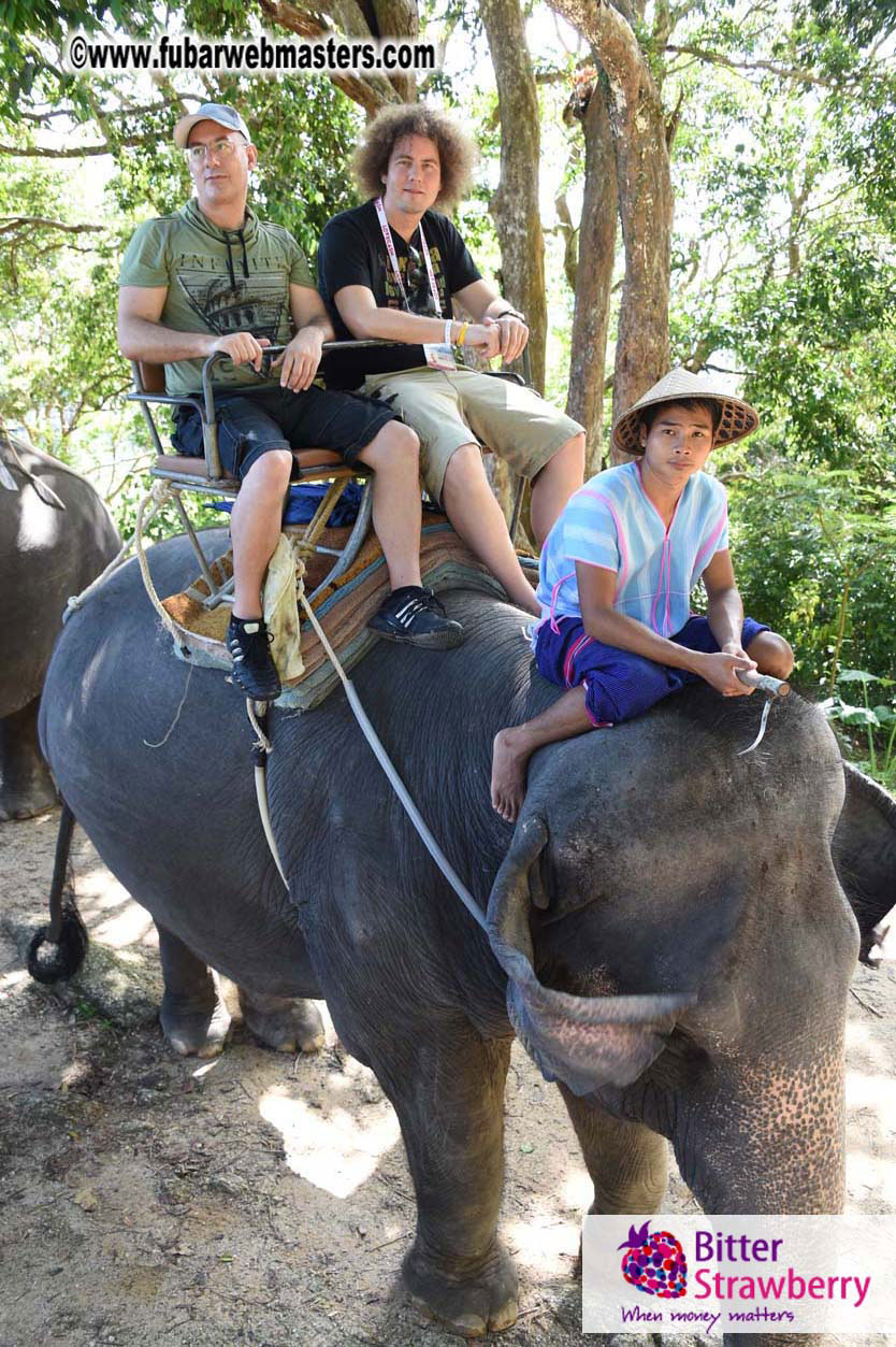 Elephant Safari