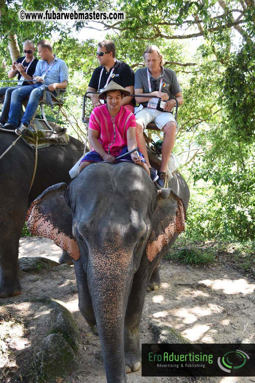 Elephant Safari