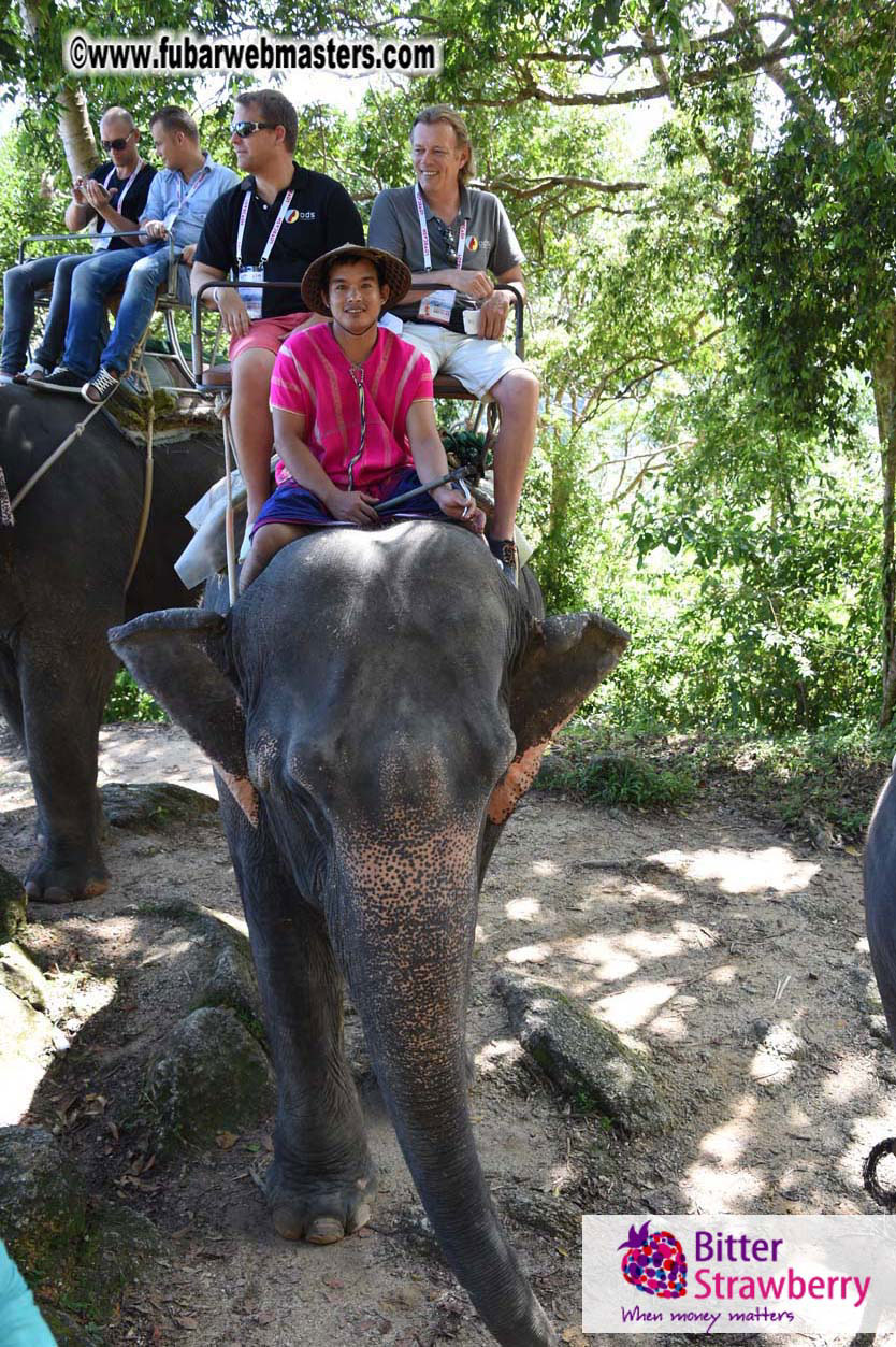 Elephant Safari